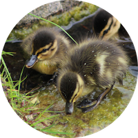 Baby Ducks 01